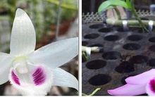 Cảnh báo người mua về “trái đắng” từ lan đột biến giá tiền tỉ