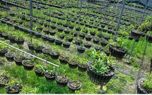 “Đột nhập” vườn lan rừng quý như kho báu của “lão nông” ở Đông La