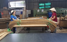 Không dung túng DN phá giá gỗ ván dán