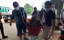 Áp thuế thu mua sầu riêng ở Đắk Lắk, Tổng Cục thuế lên tiếng