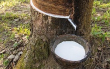 Xuất khẩu cao su mang về hơn 855 triệu USD trong 7 tháng đầu năm 2020