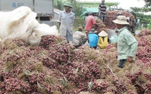 Tin rất vui đến với hành tím Vĩnh Châu