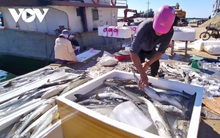 Cá bớp nuôi Lý Sơn chết hàng loạt do thời tiết