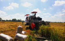 Giá cao, lúa gạo khởi sắc