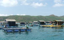 Nghề nuôi trồng thủy sản lao đao