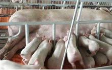 Vì sao giá heo hơi tăng trở lại, trong khi cơ quan chức năng nói giá sẽ giảm?