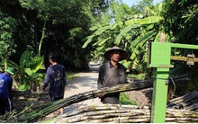 Giá mía ở Hậu Giang giảm mạnh so với đầu vụ