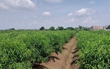 Đào non ế vì dịch Covid-19