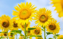 Mới tháng 9, cánh đồng hoa hướng dương và đầm sen ngay trong Sài Gòn đã nở cực rộ đẹp như Tết, tốn có 40.000 đồng được ngắm cả ngày trời!