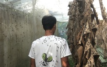 Nhiều nông dân thành tỷ phú nhờ nuôi…ruồi, ốc, ba ba, cá đặc sản