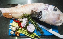 "Mỹ nhân ngư" là loại gì? Tại sao có độc tính cao mà giá lại đắt đỏ đến vậy?