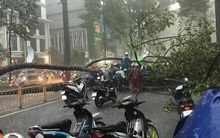 Người đàn ông bị cây ngã đè trên đường ở Sài Gòn đã tử vong