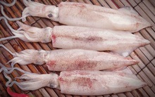 Xuất khẩu mực, bạch tuộc sang hầu hết thị trường chính tăng