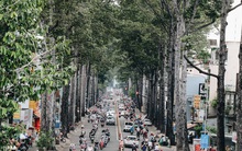 Sau vụ cây xanh bật gốc đè chết người: Vẫn còn nhiều cây đã già cỗi có rễ lộ thiên, nhánh vươn ra mặt đường ở Sài Gòn