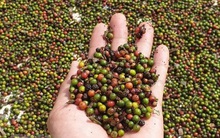 Nông sản Tây Nguyên gặp khó khi “bước chân” vào thị trường EU