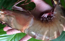 Tôm sú nặng ngang tôm hùm xanh sụt giá, ở đâu bán rẻ?