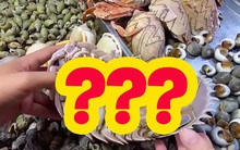 Loại hải sản được cho là ngon hơn cả tôm hùm ở Việt Nam, vì hiếm có khó tìm nên được rao bán với giá “đắt xắt ra miếng”?