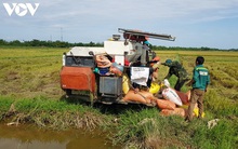 Vụ lúa Hè Thu ở Quảng Bình đạt năng suất cao dù hạn hán kéo dài