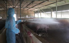 Cả nước có 19 tỉnh, thành phố còn dịch tả lợn châu Phi