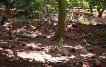 Đặc sản từng có giá trăm nghìn/kg giờ không ai mua, dân để rụng đầy gốc