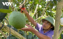 Trồng bưởi da xanh tiêu chuẩn Vietgap, nông dân Đắk Lắk thu tiền tỷ mỗi năm