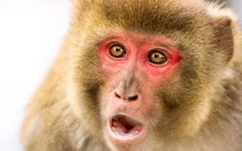 Nam giới có thể sẽ "tuyệt chủng" vì nhiễm sắc thể Y đang dần biến mất?