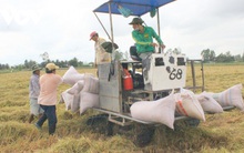 Gạo vào EU sau EVFTA có giá hơn 1.000 USD/tấn