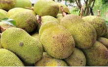 Nhà vườn Hậu Giang phấn khởi khi mít Thái tăng giá gấp 3 lần