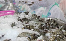 Thành công của tôm Việt Nam và mục tiêu xuất khẩu 4 tỷ USD năm 2021