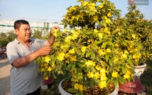 Cả nghìn cây mai Tết nở hoa sớm hơn cả tháng, nhà vườn ở Sài Gòn thiệt hại 15 tỷ đồng
