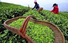 Triển vọng xuất khẩu chè năm 2021: Chưa có nhiều tín hiệu khả quan