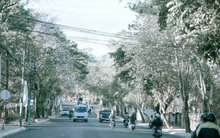 Đẹp đến khó tin: Hàng trăm cây hoa ban nở trắng trời khắp Đà Lạt, cảnh tượng từ xa nhìn như tuyết phủ bao quanh thành phố!