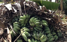 Chuối xiêm bất ngờ hút hàng trở lại