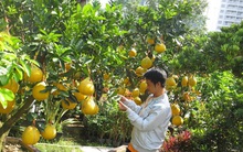 Thị trường hoa, cây cảnh Tết: Độc, lạ, giá khủng