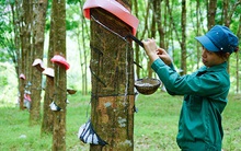 Cổ phiếu x3, Vinaruco (VRG) báo lãi vỏn vẹn 160 triệu đồng quý 4