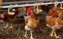 "Bão" Covid-19 chưa qua, người chăn nuôi Châu Á lại quay cuồng vì dịch cúm gia cầm