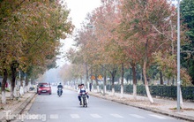 Đẹp ngỡ ngàng với hàng phong thay lá đỏ giữa Hà Nội