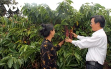 Cà phê Việt Nam hướng mục tiêu xuất khẩu 6 tỷ USD năm 2030