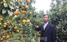 Trồng cam, bưởi thu tiền tỷ