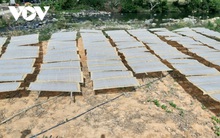 Rộn ràng vụ miến dong Tết của người Sán Chỉ