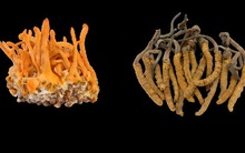 Sự thật về đông trùng hạ thảo: Không phải cây, chẳng phải con, dược chất nằm ở bộ phận không ai nghĩ đến!