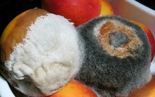 4 loại thực phẩm chứa đầy vi khuẩn trong căn bếp, dù có rửa sạch hay đun sôi thì cũng đừng cố ăn