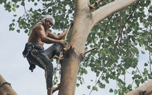 Gặp vua khỉ U50 ở miền Tây: "27 năm thích leo trèo, dù bị ong chích, kiến đốt đến phát sốt vẫn thấy bình thường"
