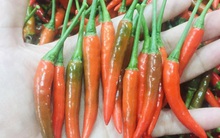 Giá ớt tại TP Hồ Chí Minh tăng cao 'chóng mặt' do thiếu nguồn cung