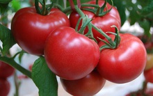 [Hỏi chuyên gia] Người thiếu máu, sắc mặt kém, sau phẫu thuật: Ăn rau gì bổ máu nhất?