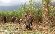 Giá mía nguyên liệu tăng cao, nông dân Đăk Lăk phấn khởi vì đã bắt đầu có lãi