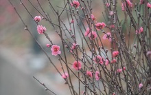 Ảnh: Trời lạnh sương mờ, làng đào Nhật Tân khoe sắc, đúng là Tết đang đến rất gần rồi!