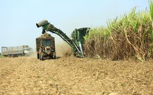 Nghịch lý mía đường Việt Nam: Doanh nghiệp còn chờ giải cứu, cổ phiếu LSS, SBT, SLS… đã tăng phi mã