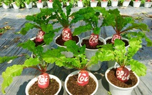 Ngày Tết nên chọn loại hoa, cây cảnh nào để đặt ở trong nhà?