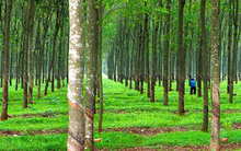 Cao su Quảng Nam (VHG) lỗ tiếp 78 tỷ đồng năm 2020, nâng tổng lỗ lũy kế lên 1.344 tỷ đồng